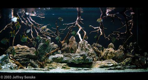 Brackish Biotope Aquascaping Plants, Biotope Aquarium, Big Aquarium, Aquarium Landscape, Nature Aquarium, Aquascape Aquarium, Fish House, Aquascaping, Landscaping Supplies