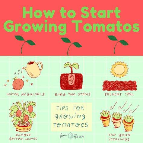 Do you want to plant tomatoes? Do you need to know how to plant tomato seeds in pot? Well check this neat little infographic and you should be set! Yes starting tomatoes from seeds can be difficult can be hard but I am confident you can become a successful veggie gardener. How To Plant Tomatoes From Seeds, Tomato Seeds Starting, How To Grow Tomatoes In A Pot, Planting Tomatoes In Pots, Tomato Plants Growing Tips, Plant Presentation, Tomato Gardening, Plant Tomatoes, How To Grow Tomatoes