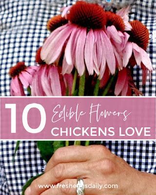 Flowers For Chicken Coop, Flowers For Chickens To Eat, Flowers Chickens Wont Eat, Best Plants For Chickens, Flowers To Plant Around Chicken Coop, Chicken Coop Flowers, Flowers For Chickens, Plants For Chickens, Herbs For Chickens