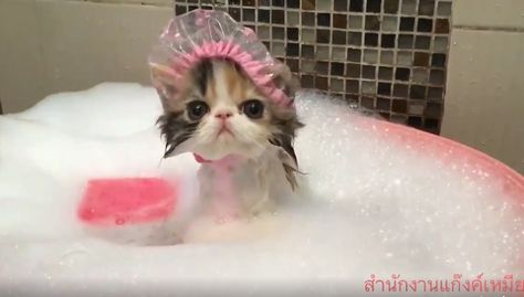 We’ve got your daily dose of cuteness right here! And this one is super adorable! This little kitten is taking a bath. And it’s not just an ordinary bath–it’s a relaxing bubble bath! This cute little baby is even wearing a … Cat Fails, Mean Cat, Cat And Dog Videos, Cute Kitten Gif, Baby Cat, Funny Cats And Dogs, Cute Cat Gif, Little Kittens, Funny Cat Memes