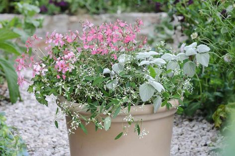 Pelargonium, euphorbia and salvia pot display Salvia Plants, Paradise Landscape, Pot Display, Container Gardens, Growing Plants, Geraniums, Container Gardening, Potted Plants, Bbc