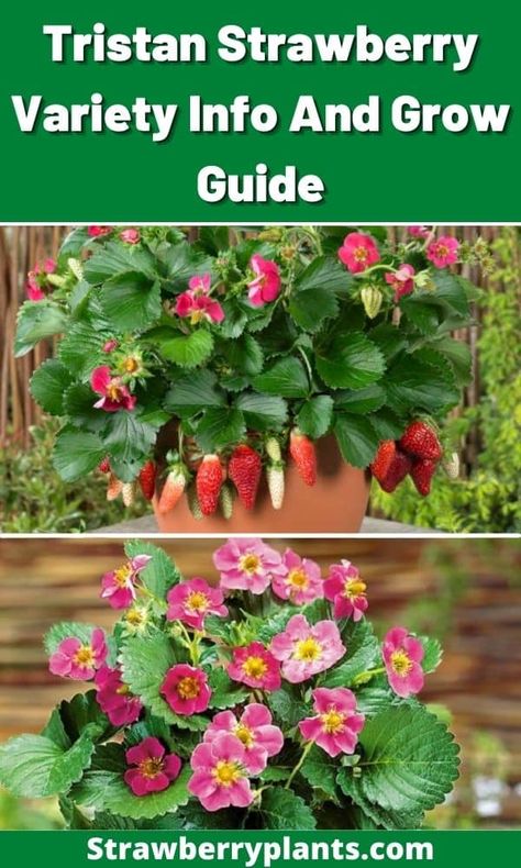 Tristan Strawberry Variety Info And Grow Guide Plant Strawberries In Containers, When To Start Strawberry Seeds Indoors, Best Time To Plant Strawberries, Plant Strawberry From Fruit, Transplant Strawberry Plants, Strawberry Varieties, Bright Pink Flowers, Growing Strawberries, Gardening Flowers