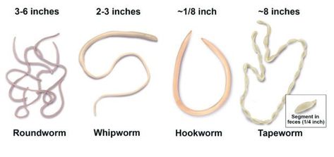 Toxocara canis, Trichuris vulpis, Ancylostoma caninum, & Dipylidium caninum. Cat Worms, Labradoodle Breeders, Types Of Worms, White Worms, Parasitic Worms, Cat Health Problems, Worms In Dogs, Labradoodle Puppies, Intestinal Parasites