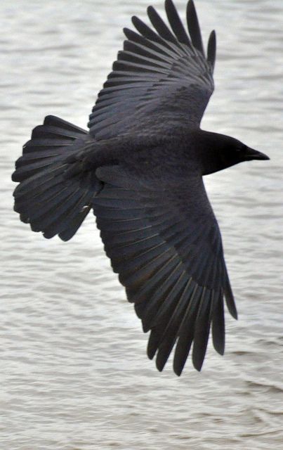 Favorite bird-Corvids are only perching birds who use feet to hold on while roosting and can use feet to carry things. Crow in flight by russell.tomlin on flickr. Crow In Flight, Quoth The Raven, Jackdaw, Crows Ravens, Foto Art, All Birds, Birds Of Prey, In Flight, Birds Of Paradise