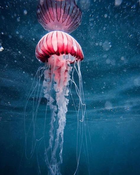 Scott Morrissey on Instagram: "🧭 PURPLE COMPASS JELLYFISH 🧭 This is Chrysaora africana, the purple compass jellyfish! It is commonly found in the southeastern Atlantic Ocean! Until recently, this species was thought to be older individuals of Chrysaora fulgida! 📸 @capetownfreediving" Compass Jellyfish, Morrissey, Atlantic Ocean, The Purple, Jellyfish, Compass, Purple, On Instagram, Instagram