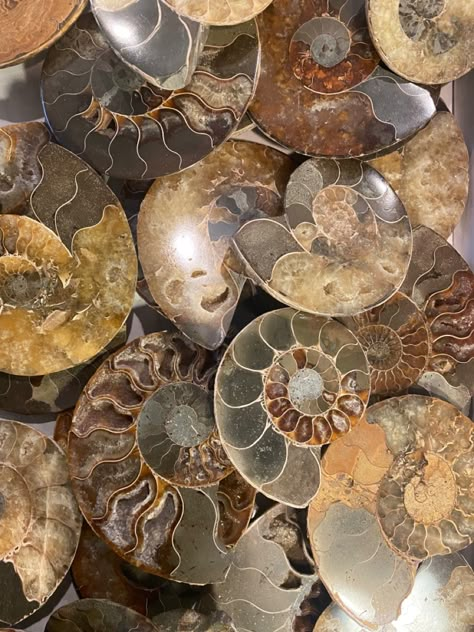 Ammonite Fossils from Morocco. #ammonites #fossils #largeammonite #ammonitefossil #crystals #crystallovers Ammonite Wallpaper, Ammonite Aesthetic, Fossils Aesthetic, Fossil Aesthetic, Ammonite Crystal, Fern Fossil, Sea Fossils, Academia Core, Cave Girl