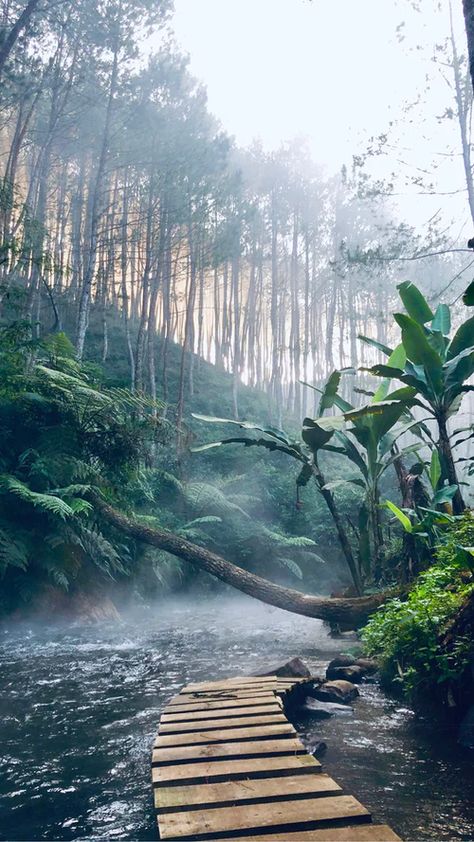 Rainforest Aesthetic, Rainforest Pictures, Jungle Pictures, Jungle Images, Wallpaper Backgrounds Cartoon, The Bridge Kingdom, Backgrounds Cartoon, Desktop Background Pictures, Forest Photos