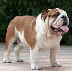 English Bulldog Pictures, Baby Bulldogs, Bulldog Images, Bulldog Breeds, Baby Pugs, Cute Bulldogs, English Bulldog Puppies, Boston Terrier Puppy, British Bulldog