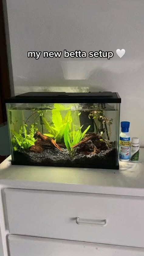 Planted Betta Tank, Neocaridina Shrimp, Cool Fish Tank Decorations, Betta Fish Tank Ideas, Betta Tanks, 10 Gallon Fish Tank, Tank Terrarium, Fish Tank Themes, Goldfish Tank