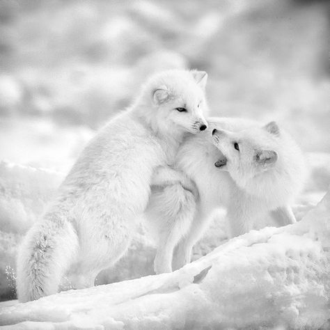 Baby Exotic Animals, White Foxes, Swift Fox, Arctic Foxes, Snow Animals, Foxes Photography, Wildlife Photographer, Fox Illustration, Kawaii Plush