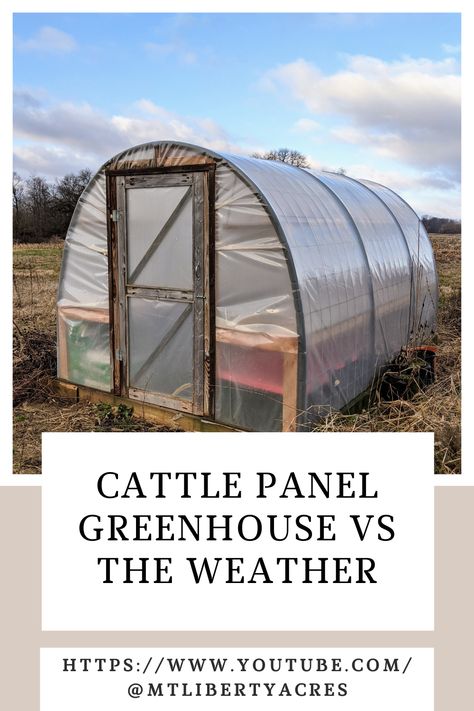 Cattle Panel Greenhouse Plans, Diy Cattle Panel Greenhouse, Hog Panel Greenhouse, Cattle Panel Arch, Using Cattle Panels In The Garden, Cow Panel Greenhouse, Cattle Panel Greenhouse, Raised Garden Beds With Cattle Panels, Greenhouse House