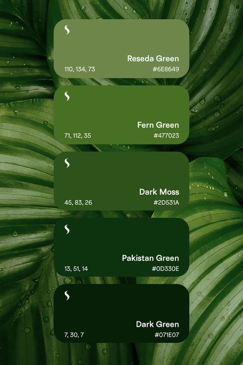 swatch of 5 different green color shades Color Theory Art, Fonts Creative, Color Palette Inspiration, Christmas Color Palette, Pantone Palette, Green Color Palette, Color Design Inspiration, Green Palette, Palette Inspiration