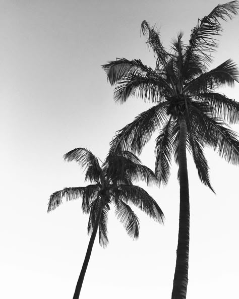 palm trees in black and white Black Palm Tree Wallpaper, Black And White Palm Tree Art, Black And White Palm Tree Wallpaper, Black And White Summer Aesthetic, Palm Tree Widget, Talia Core, Summer Widgets Aesthetic, Widget Black And White, Laptop Widgets