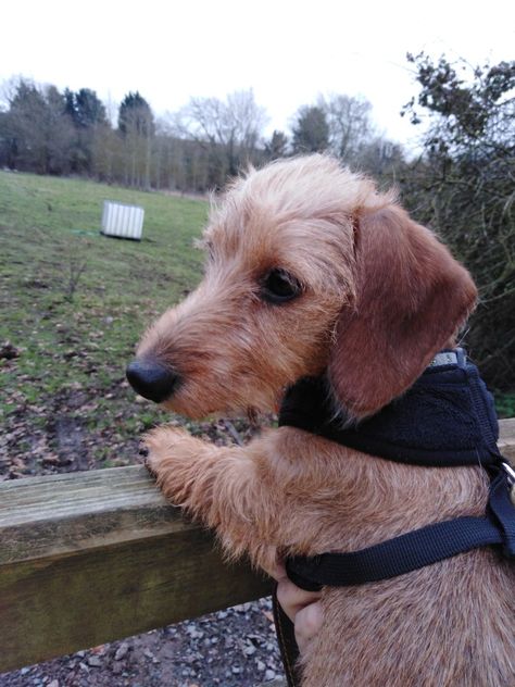 Wirehaired Dachshund Puppy, Allergic To Dogs, Wire Haired Terrier, Brown Dachshund, Wire Haired Dachshund, Mini Dachshund, Dachshund Puppy, Dachshund Puppies, Weenie Dogs