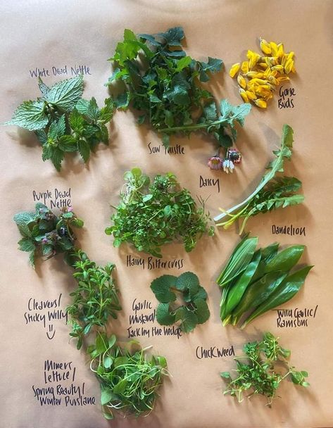 Herbal Benefits, Edible Weeds, Hunter Gatherer, Herb Garden, Natural Healing, Farmer, Georgia, Herbs, Benefits