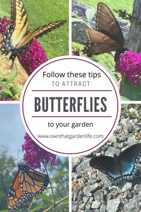 Flowers That Attract Butterflies, Garden Life, Diy Butterfly, Butterfly Bush, Attract Butterflies, Butterfly Garden, Terracotta Pots, Simple Tricks, Gardening Ideas