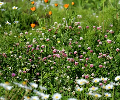 Tapestry Lawn Uk, Tapestry Lawn Garden, Meadow Lawn, Tapestry Lawn, Backyard Meadow, Laundry Yard, Clover Lawn, Plastic Outdoor Furniture, Guerrilla Gardening