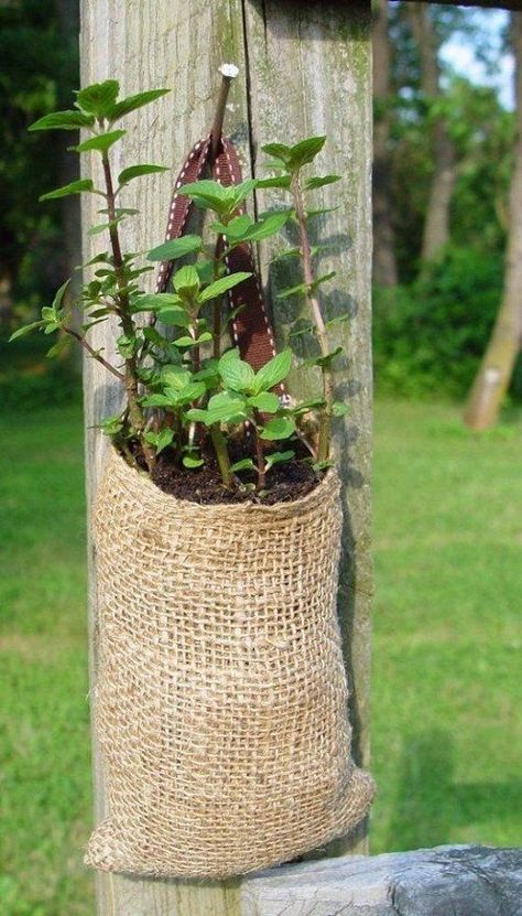 Burlap Bag, Burlap, Plants