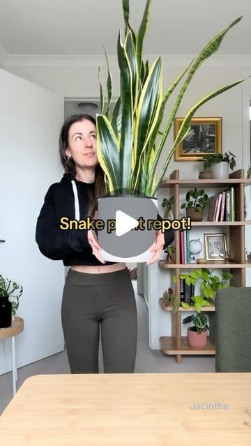 Jacintha Webster on Instagram: "🐍Let’s repot my snake plant! She has been in this pot since 2020 and Snake plants typically need to be repotted every 2-3 years 👀

One sign that it is time for a repot is the plant is top-heavy and prone to tipping over 🫨

Youll need!
🪴A new pot with drainage! (Atleast 2 inches larger than the current one)
🤎Fresh, well-draining potting mix (i use a cacti mix)
🥄spade 

Squeeze the plant out and size up two inches! Ive gone even bigger as im combining two plants 🐍🐍

You can gently separate the plant to prop or size up as is. 

Place in a bright spot! Don’t believe the low light nararive pleaseeeee they love the sun 🌞
.

#houseplants #snakeplant #houseplantcare #Sansevieria
#snakeplantcare #plantsoftiktok #dracaenatrifasciata 
#repotting #indoorplants Snake Plant Repotting, Propergate Snake Plant, Propagating Snake Plant In Water, Best Potting Soil For Snake Plant, Repotting Snake Plant Video, Walking Sansevieria, Snake Plant Indoor, Largest Snake, Snake Plant Care