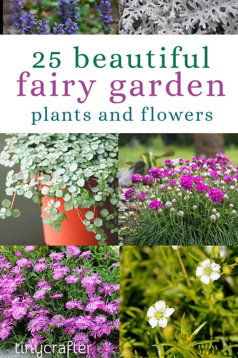 25 Best Fairy Garden Plants and Flowers » Tiny Crafter Large Fairy Garden, Miniature Garden Plants, Fairy Garden Flowers, Fairy Garden Containers, Diy Fairy Garden, Indoor Fairy Gardens, Fairies Garden, Fairy Garden Plants, Fairy Garden Designs