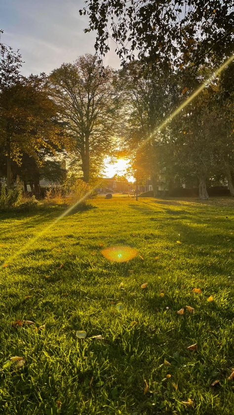 Golden hour. Nature. Green grass. Golden light. Sunlight. Trees. Forest. Fantasy Forest. Sun setting. Autumn. Autumn Forest view. Dreamy sun. Golden sun. Dreamy forest. Forest view. Earth. Sunlight through trees and Nature Golden Hour Forest Aesthetic, Sun Peeking Through Trees, Sunlight Through Trees Aesthetic, Golden Green Aesthetic, Golden Sunlight Aesthetic, Sun Through Leaves, Sun Light Aesthetic, Green And Yellow Aesthetic, Golden Hour Forest