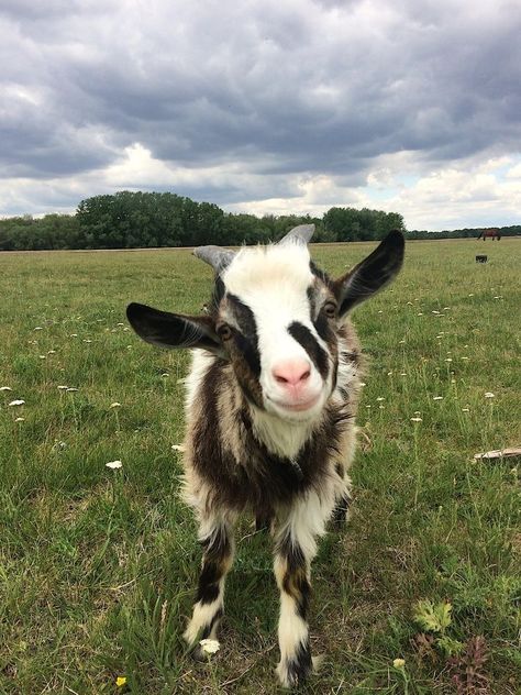 Pet Goat Aesthetic, Goats Aesthetic, Goat Aesthetic, Goat Pet, Goat Photo, Goat Pictures, Goat Picture, Pet Goat, Goat Art