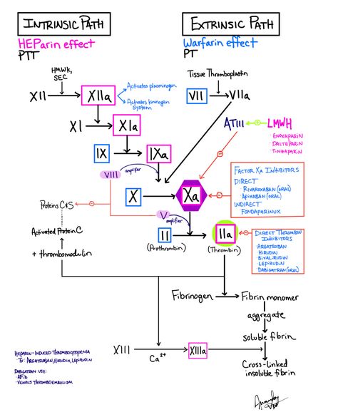 USMLE #wizard - Coagulation Cascade Drugs Coagulation Cascade, Medical Laboratory Scientist, Medicine Notes, Vascular Surgery, Nursing School Survival, Chemistry Notes, My Notes, Learn Facts, Medical Laboratory