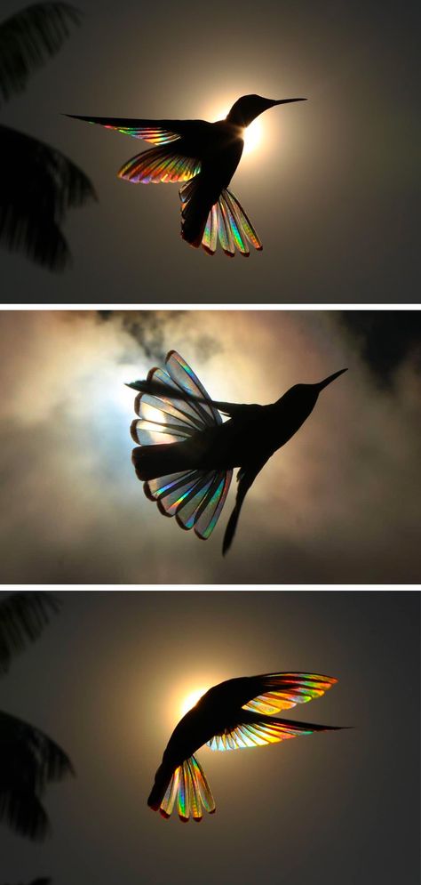 Humming Bird Pictures Beautiful, Hope Images Photography, Movement Painting Ideas, Inspiration Pictures Nature, Hope Photography Inspiration, Birds Pictures Photography, Bird Wings Photography, Bird Images Pictures, Bird Wings Aesthetic