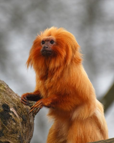 Golden Lion Tamarin, Types Of Monkeys, Monkey Animal, Monkey Pictures, Philip Pullman, Pet Monkey, Interesting Animals, Animal Reference, Monkey Business