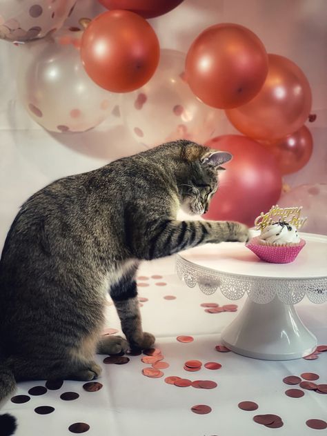 Cat Birthday Photoshoot Ideas, Cat Birthday Pictures, Cat Birthday Photoshoot, Cat Photoshoot Ideas, Kitty Photoshoot, Cat Photoshoot, Second Birthday Photos, Kitty Treats, Adoption Photos