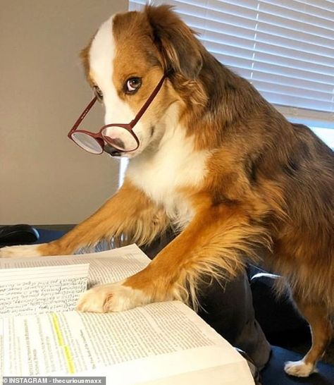 Funny Dog Photos, Cute Dog Photos, Cute Dog Pictures, Funny Dog Pictures, Dog Wallpaper, Wearing Glasses, Cute Funny Dogs, Dog Drawing, Dog Paintings