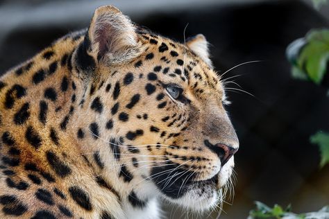 Cheetah & Lion on Instagram: “The side profile ❤️. . . . . Photo by Tambako The Jaguar📸 #blackleopards #blackjaguar #cat #catlife #cats #catstagram #catlovers #cat…” Jaguar Side Profile, Side Profile Photo, Amur Leopard, Africa Animals, Black Jaguar, Save Animals, Side Profile, Leopards, Profile Photo