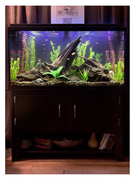 Freshwater Fish Tank, Fish Aquarium Decorations, Fish Tank Themes, Fish Tank Terrarium, Cool Fish Tanks, Fish Tank Design, Tropical Fish Aquarium, Tropical Fish Tanks, Fresh Water Fish Tank