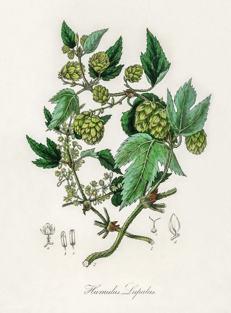 Free Public Domain | Plants | Flower | www.rawpixel.com | Hop (Humulus lupulus) illustration from Medical Botany (1836) by John Stephenson and James Morss Churchill. Hops Plant, Illustration Botanique Vintage, Humulus Lupulus, Feuille Eucalyptus, Botanical Illustration Vintage, Illustration Botanique, 8x10 Art Prints, Antique Illustration, A4 Poster