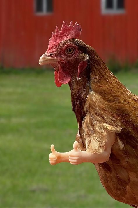 Funny Chicken Memes, Thumbs Up Meme, Chicken Arms, Chicken Accessories, Fire Chicken, Chicken Pictures, Fancy Chickens, Backyard Chicken Farming, Cow Pictures