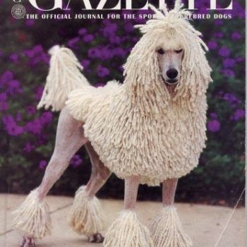 The Corded Poodle’s Cord Anjing Poodle, Poodle Haircut, Poodle Cuts, Poodle Grooming, Bulldog Breeds, Love My Dog, Purebred Dogs, Dog Info, Poodle Puppy