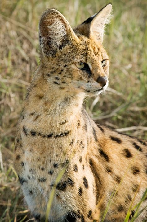 Serval cat in Ngorongoro Crater | Tanzania African Serval Cat, Serval Cat, Several Cat, Ngorongoro Crater, Small Wild Cats, Serval Cats, Wild Animals Pictures, Exotic Cats, Savannah Cat