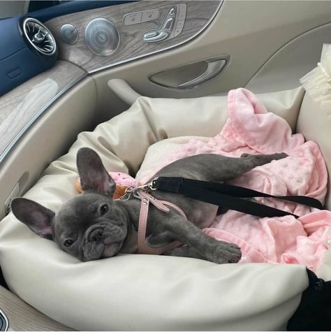 Frenchie With Chain, Frenchie Puppy Aesthetic, Frenchie Bulldog Puppy, Grey French Bulldog, Cute Bulldog Puppies, Puppy Mom, Dog Mommy, Very Cute Puppies, Really Cute Puppies