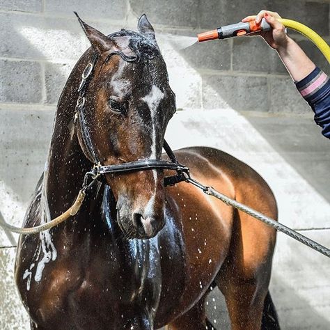 Does your horse like water? 💦 There are some horses that get really nervous when being washed.. And others really love it.. . . . . #horse #horsewash #horses #horsey #horsesofinstagram #horsingaround #equestrian #equestrianstyle #ilovemyhorse Equestrian Barns, Horses Beautiful, Horse Washing, Welsh Pony, Equestrian Helmet, Horse Pics, Types Of Horses, Horses Equestrian, English Riding