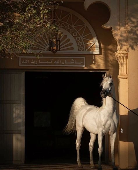 Arabic Horse, Arabian Horse Art, Horsey Life, Horse Riding Aesthetic, Bts Bon Voyage, Equestrian Aesthetic, Eagle Wallpaper, Beautiful Arabian Horses, Horse Wallpaper