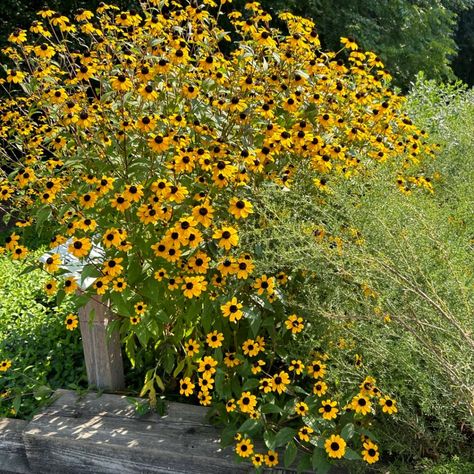 Rudbeckia triloba (NGN) - Natural Garden Natives Rudbeckia Triloba, Rabbit Resistant Plants, English Country Style, Attract Pollinators, Leaf Texture, Lodge Style, Rain Garden, Attract Butterflies, Natural Garden