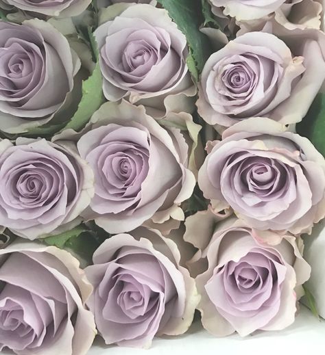 Ocean Song Rose Variety Ocean Song Rose, Balloon Bouquet Delivery, Prom Corsage And Boutonniere, Rose Varieties, Flower Boutique, Lavender Roses, Flower Names, Fresh Cut Flowers, Neutral Wedding