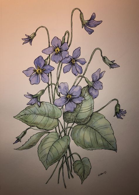 Pansy Flower Drawing, Viola Drawing, Violet Botanical Illustration, Violet Sketch Flower, Viola Flower Drawing, Violets Flower, Violet Drawing Simple, African Violet Drawing, Purple Flowers Drawing