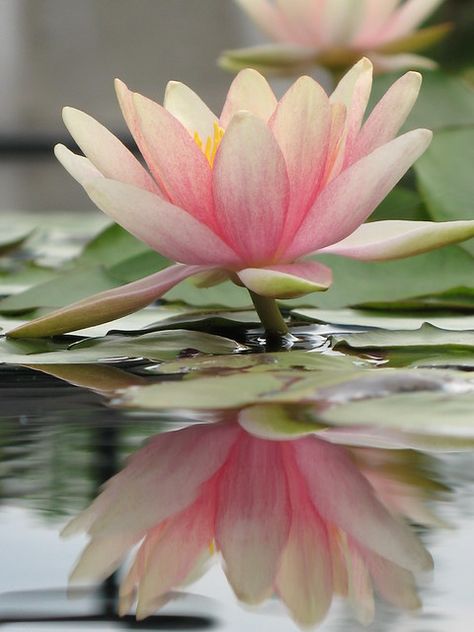 Lotus and Reflection | The sacred Lotus plant , highly rever… | Flickr Lotus Flower Wallpaper, Lotus Symbol, Lotus Flower Pictures, Lotus Plant, Lotus Flower Art, Lily Lotus, Lily Painting, Lotus Blossom, Lotus Flowers