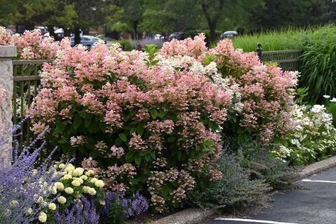 Quick Fire Hydrangea (Hydrangea paniculata 'Bulk') in Naperville Aurora Batavia Oswego Chicago Wheaton Illinois IL at The Growing Place Quick Fire Hydrangea Landscaping, Quickfire Hydrangea, Quick Fire Hydrangea, Hydrangea Landscaping, Landscape Nursery, Panicle Hydrangea, Hydrangea Paniculata, Market Garden, Border Plants