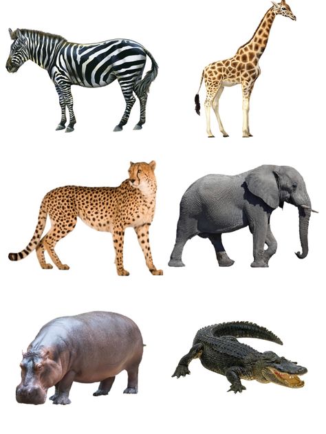 Animals Pictures For Kids Printables, Printable Animal Pictures, Wild Animals Printable, Animal Pictures For Kids, Warm Scarves, Wild Animals Photos, Animal Flashcards, Preschool Activities Toddler, Wild Animals Pictures