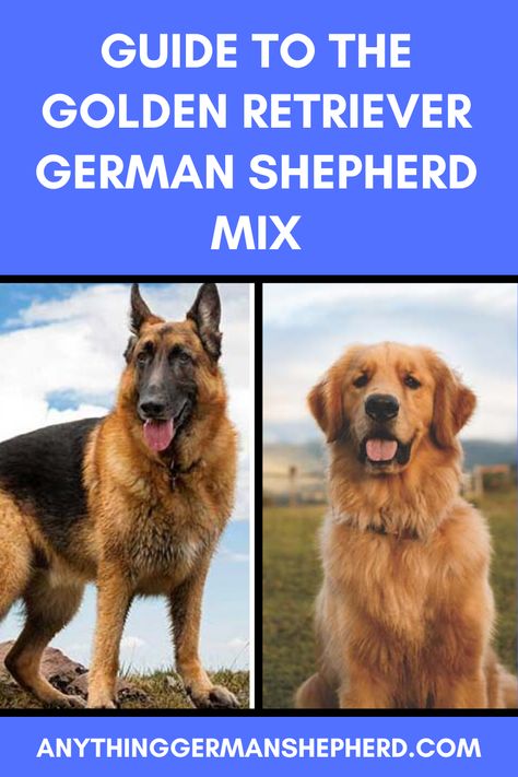 If you are seeking an intelligent, loyal, and intelligent companion for your family then the Golden Shepherd is a hybrid breed well worth your consideration.  Here is a great video with puppy pictures and more facts about the Golden Shepherd mix. #breedinformation #dogbreed Golden Shepherd Puppy, Golden Shepherd, German Shepherd Golden Retriever, Shepherd Mix Puppies, Dog Paw Care, Puppy Mix, Paw Care, German Shepherd Mix, Golden Retriever Mix