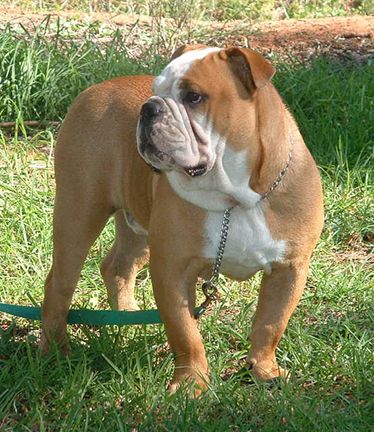 Australian Bulldog Old Tyme English Bulldog, Australian Bulldog, Bulldog Names, Breeds Of Dogs, Bulldog Breeds, Favorite Animals, English Bulldogs, English Bulldog, Our Planet