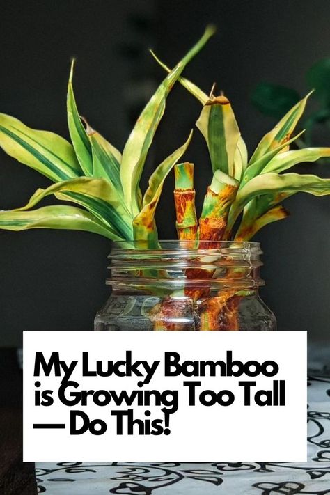 Dive into the world of Lucky Bamboo care with our expert insights on managing excessive growth. From pruning techniques to maintaining the perfect height, we've got you covered. Elevate your indoor gardening game with these essential tips. Ready to keep your Lucky Bamboo thriving at the right height? Dive in and uncover the secrets to balanced growth! IG Photo by: plants_cabin Lucky Bamboo Plants Decor Ideas, Tall Bamboo Plant Indoor, Bamboo Care Houseplant, Lucky Bamboo Propagation, Lucky Bamboo In Water, Bamboo Plant Indoor, Lucky Bamboo Care, Bamboo Plant Care, Dracaena Sanderiana