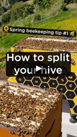 Flow Hive, How To Split, Someone New, Bee Keeping, Bee Hive, Get Started, Best Gifts, Split, Gifts